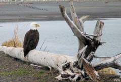 Bald Eagle on Driftwood