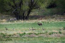 Mule deer and Canada geese in a field off county road 154.