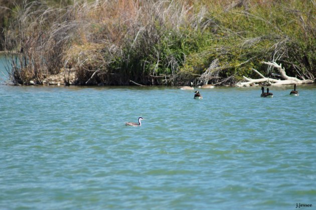 A lone western grebe swims near Canada geese.