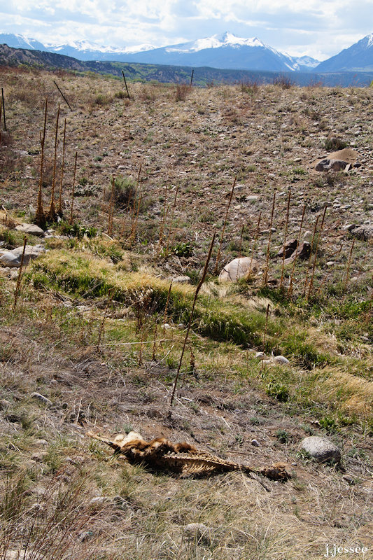 The carcass of a mule deer most likely, near the Frantz River.