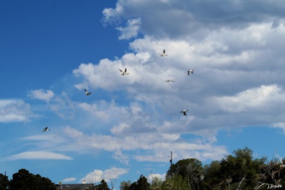 Common mergansers flying away from the Arkansas River.