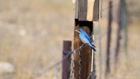 Male mountain bluebird with a large grasshopper-like insect in his mouth.