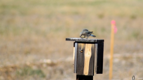 Female mountain bluebird grappling with a caterpillar on a birdhouse along county road 154 near Salida, Colorado.
