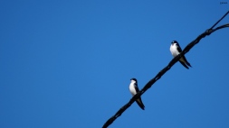 Tree swallows perched on utility lines on county road 154 near Salida Colorado.