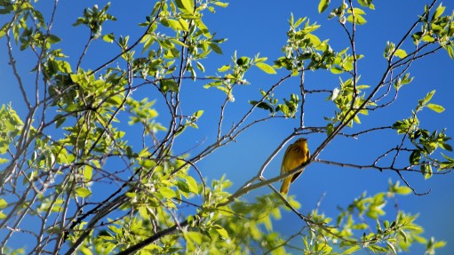 Male yellow warbler.