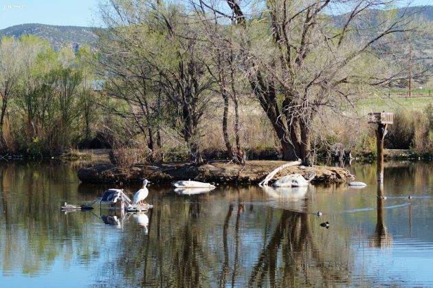 White pelican and ducks swimming in Sands Lake.
