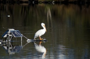 White pelican on a platform. Not sure what the story is behind the solar panel.