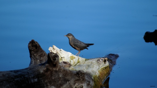 American Dipper... the thrill of the day!