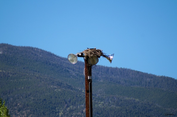 You can barely see the head of an osprey sitting on the nest.