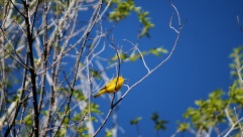 Yellow warbler.