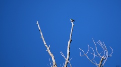 Tree swallow, way up there.