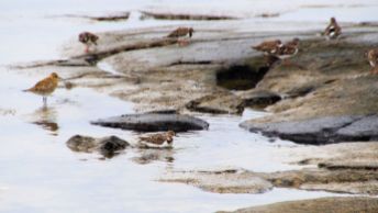 Ruddy Turnstones and a Pacific Golden-Plover