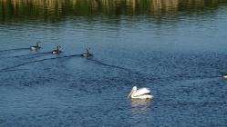 Canada Geese & a White Pelican