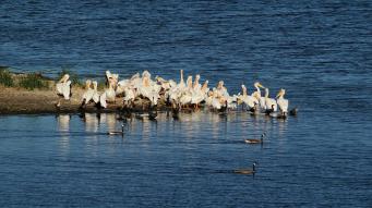 White Pelicans, Double-crested Cormorants & Canada Geese