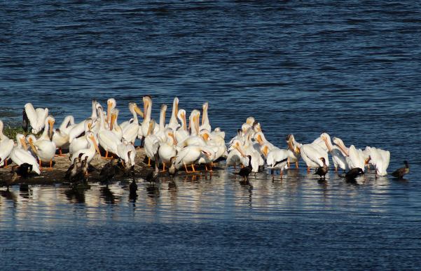 White Pelicans & Double-crested Cormorants