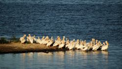White Pelicans settling down for the evening